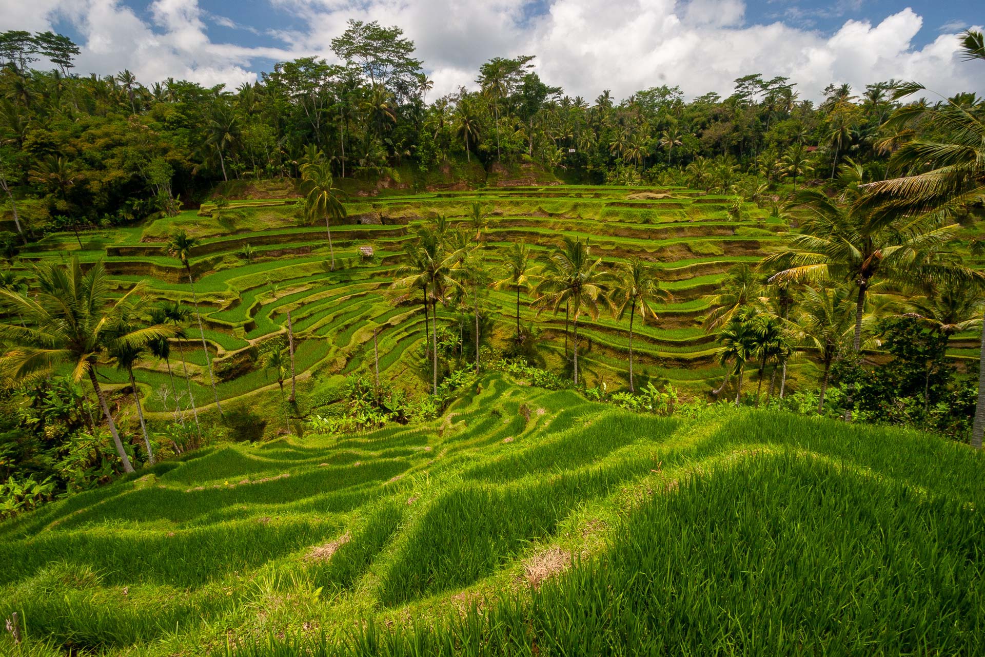 Rice Field Bali Indonesia Dekorativní Fotografie